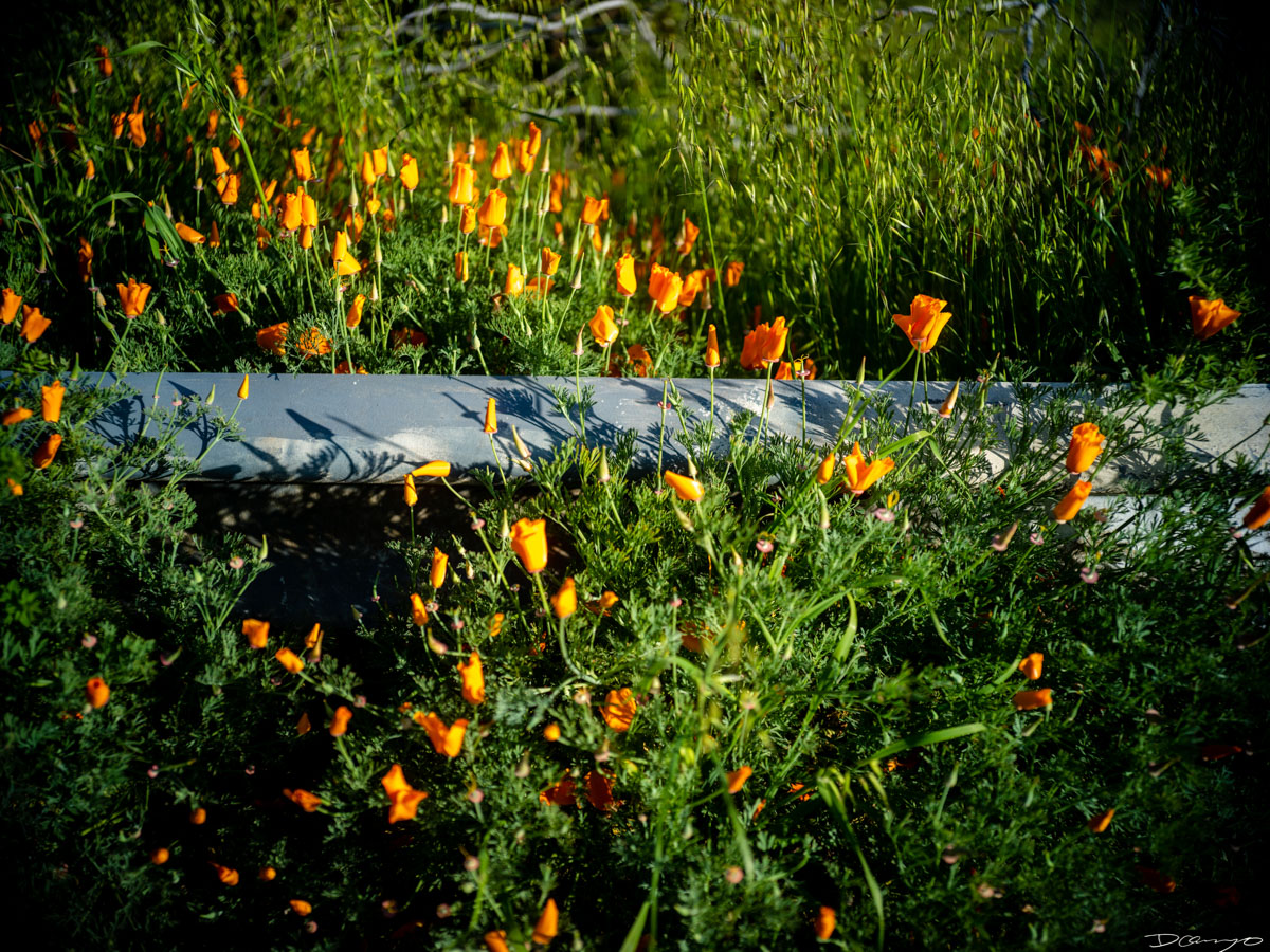 Pretty things that I wanted to take pictures of around Berkeley in 2023.